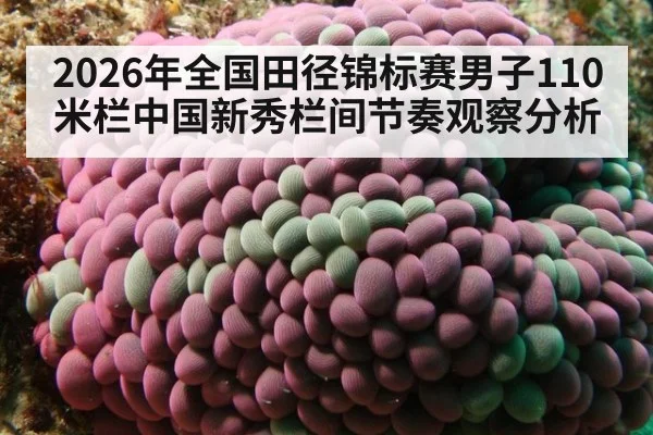 2026年全国田径锦标赛男子110米栏中国新秀栏间节奏观察分析