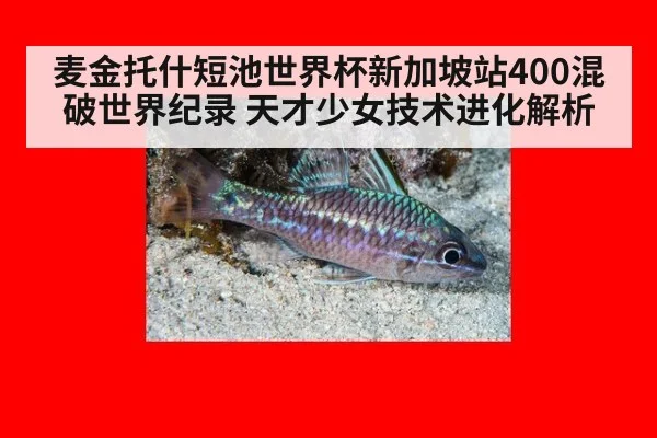 麦金托什短池世界杯新加坡站400混破世界纪录 天才少女技术进化解析